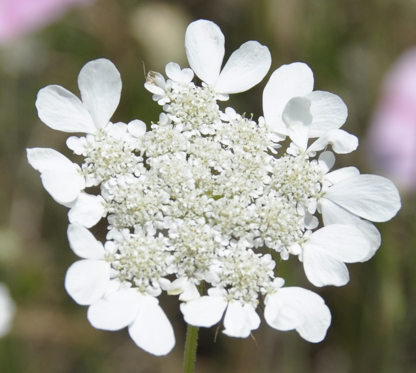 Изображение особи Tordylium officinale.