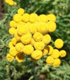 Tanacetum vulgare. Верхушка цветущего растения (вид сверху). Восточно-Казахстанская обл., г. Риддер, окр. Малоульбинского вдхр., Россыпной Белок, возле Золотой Горы, пологий склон сопки. 29.07.2008.