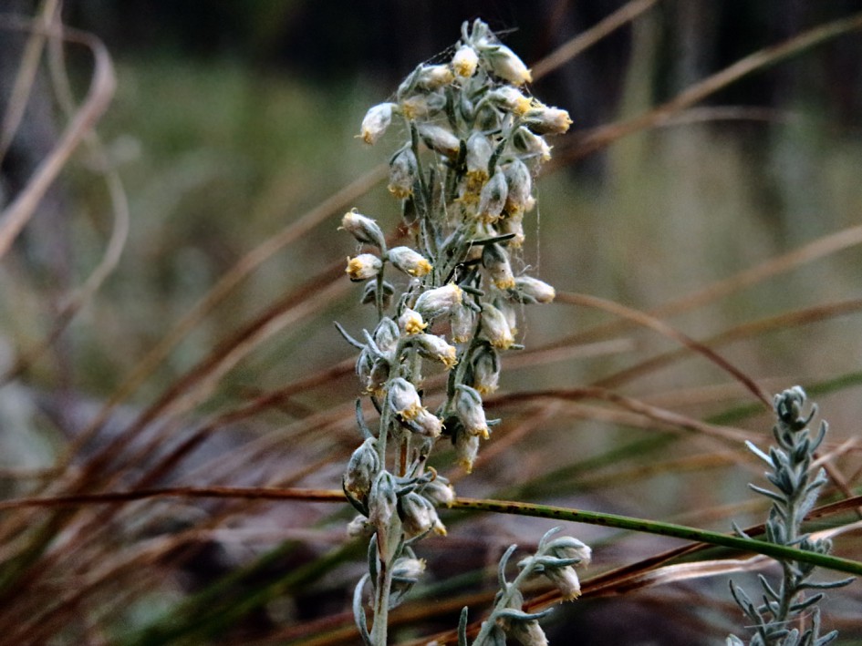 Изображение особи Artemisia austriaca.