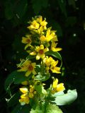 Lysimachia vulgaris