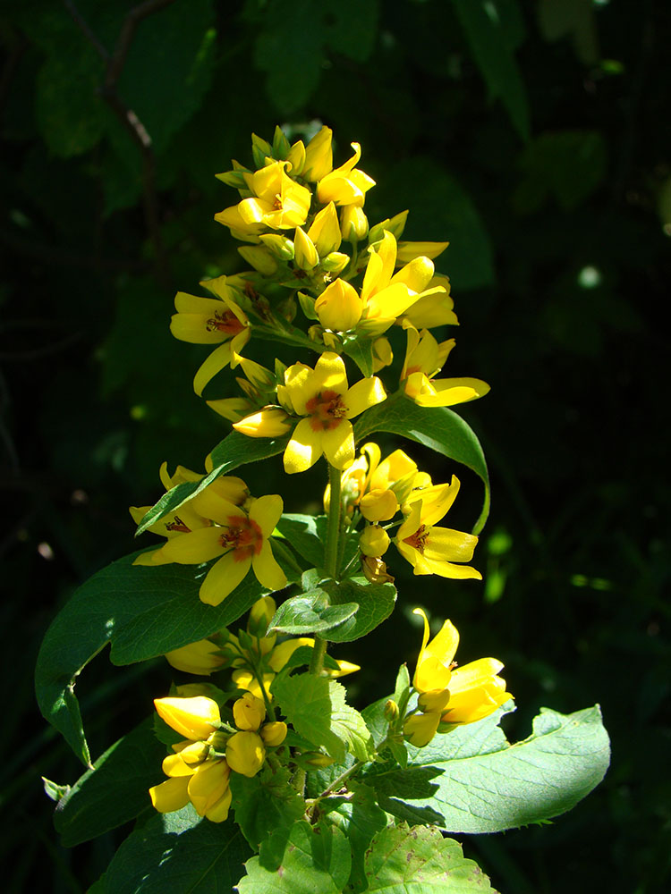 Image of Lysimachia vulgaris specimen.