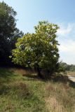 Catalpa bignonioides. Взрослое плодоносящее дерево. Республика Адыгея, г. Майкоп, южная окраина города, опушка леса на хребте Нагиеж-Уашх, у грунтовой дороги. 28.08.2016.