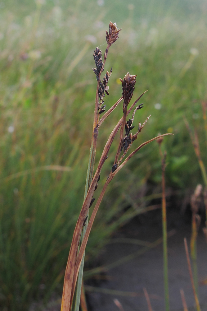 Изображение особи Carex transcaucasica.