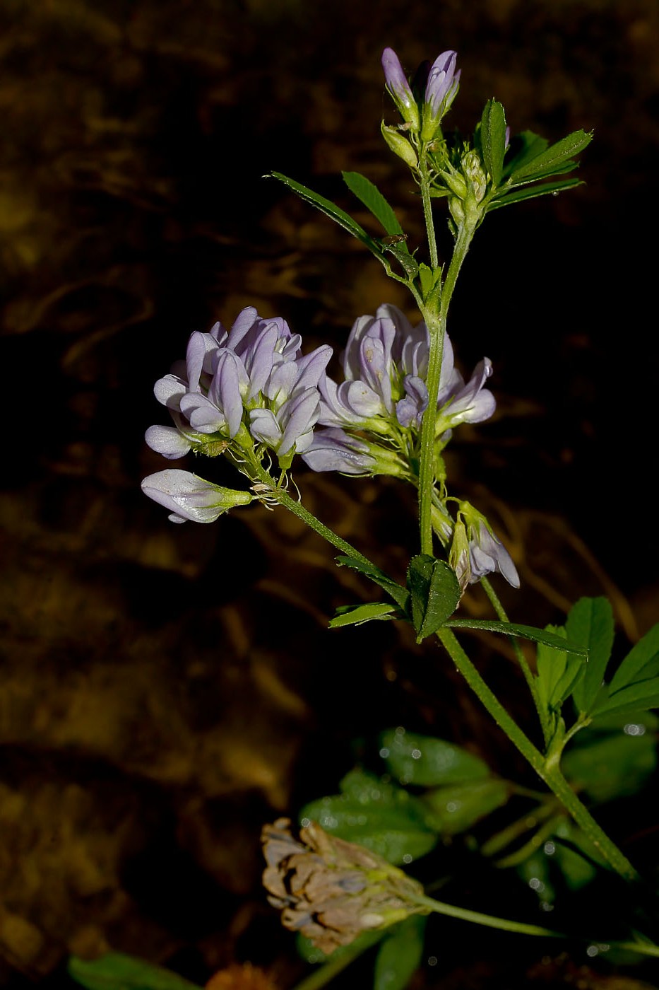 Изображение особи Medicago sativa.