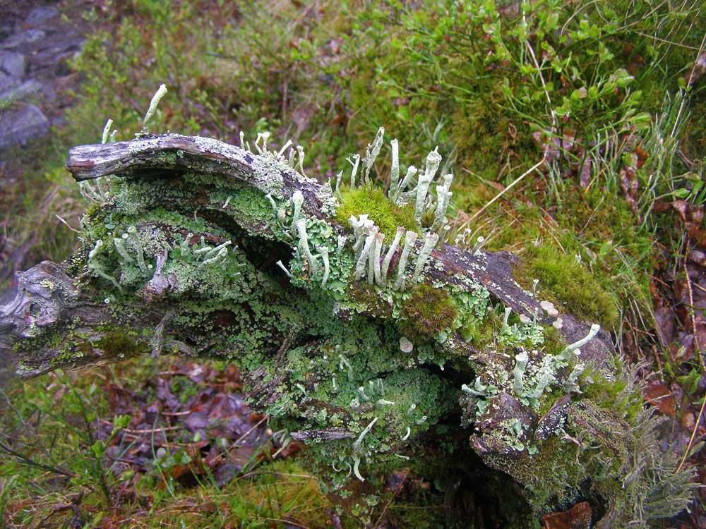 Image of Cladonia chlorophaea specimen.