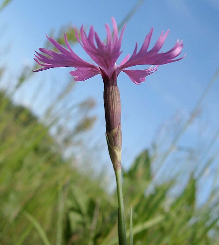 Image of Dianthus &times; jaczonis specimen.