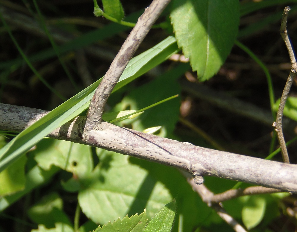 Image of genus Rosa specimen.