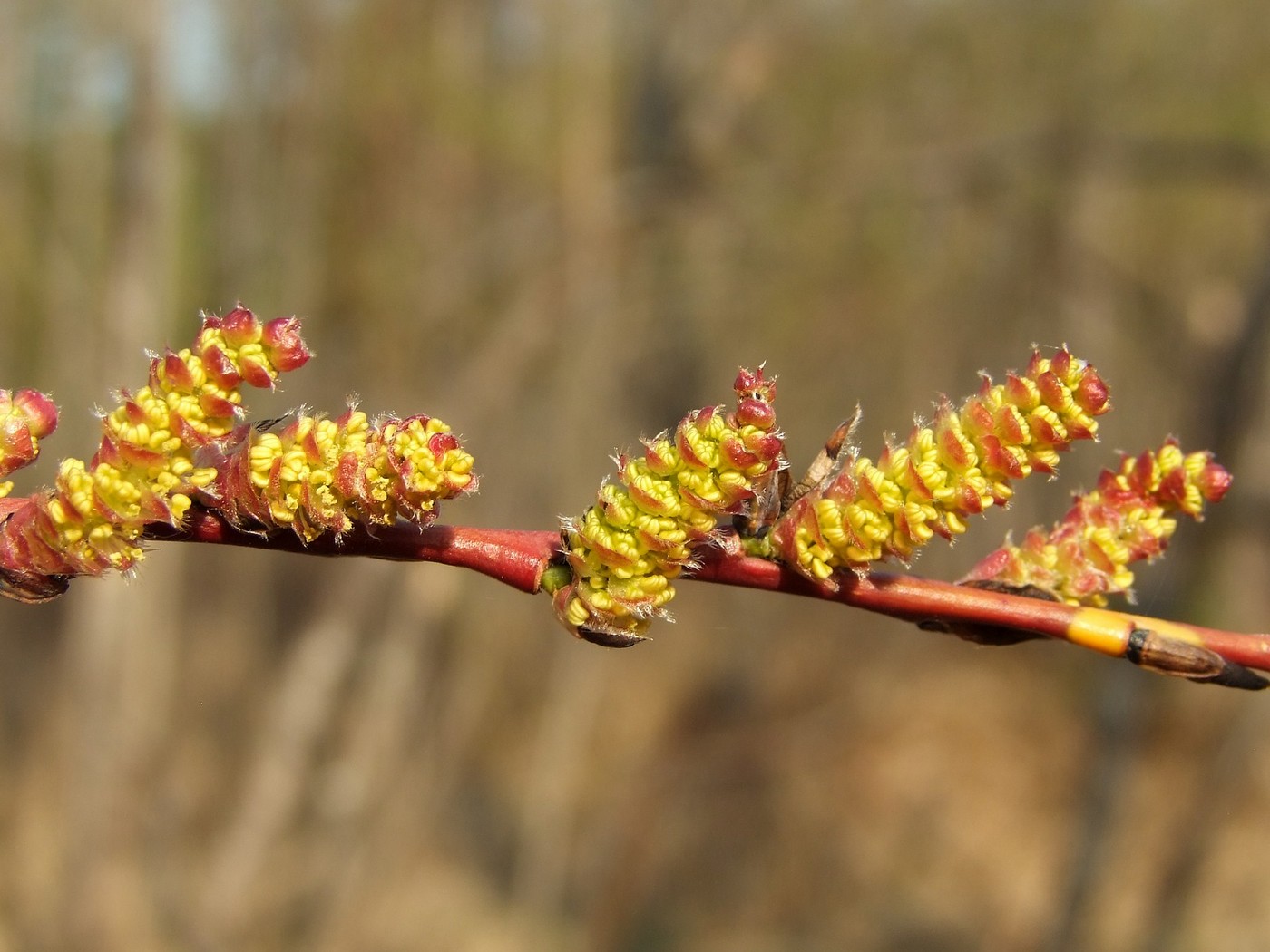 Изображение особи Chosenia arbutifolia.