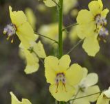 Verbascum roripifolium