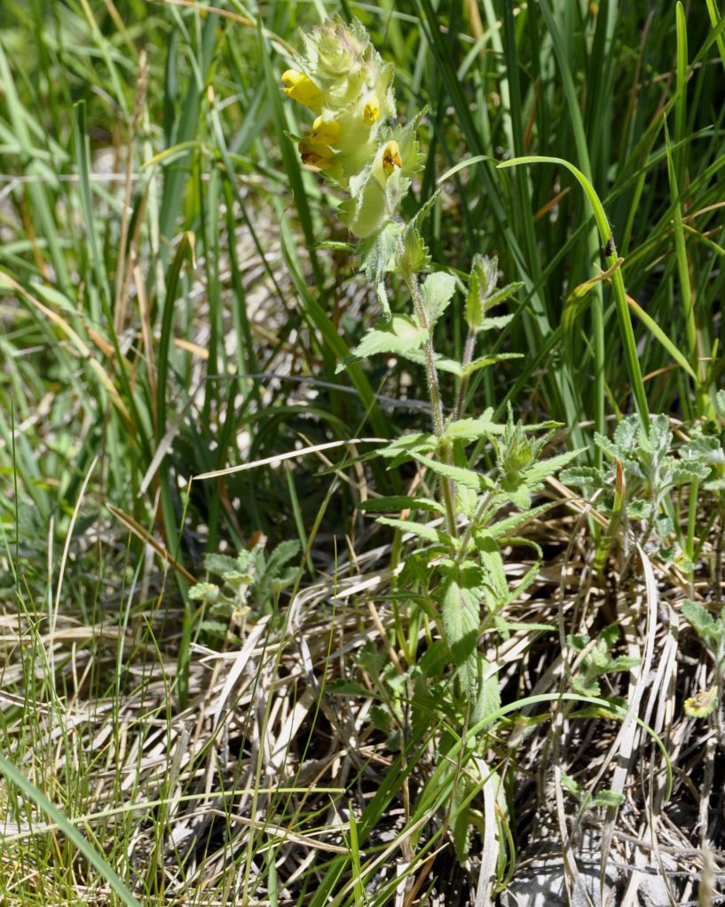 Изображение особи Rhinanthus rumelicus.