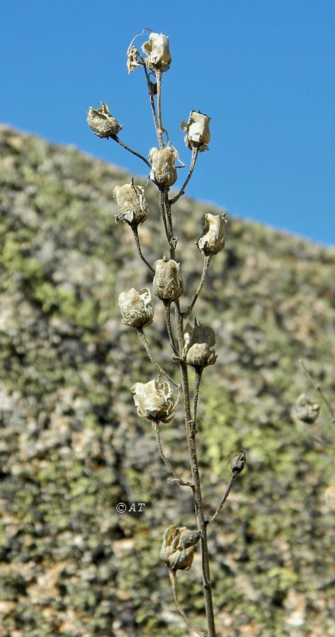 Image of genus Digitalis specimen.