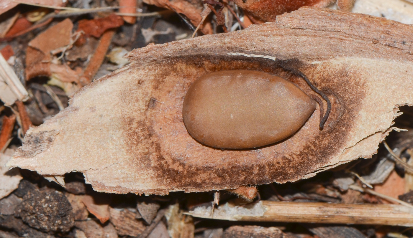 Изображение особи Peltophorum africanum.