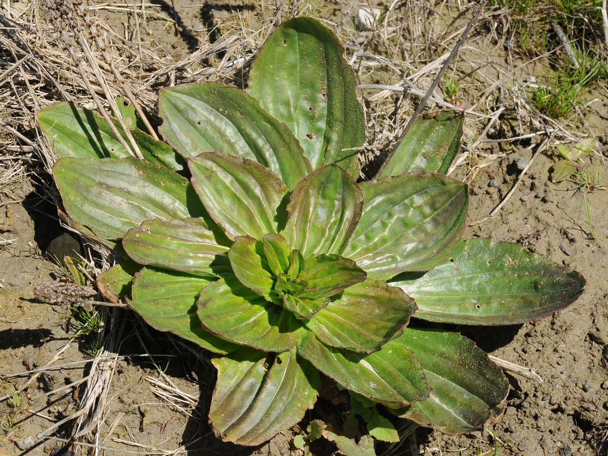 Image of Plantago subnuda specimen.