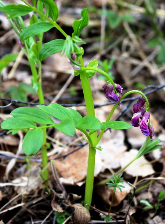 Изображение особи Lathyrus frolovii.