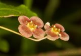 Смотреть изображение Euonymus verrucosus