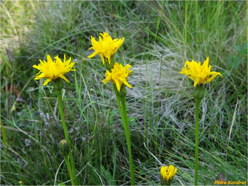 Изображение особи Leontodon hispidus ssp. hastilis.