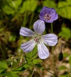 Geranium igoschinae. Цветки. Башкортостан, долина р. Юрюзань ниже г. Усть-Катав, склон Жеребчикова гребня, разреженный смешанный лес. 11 июня 2017 г.