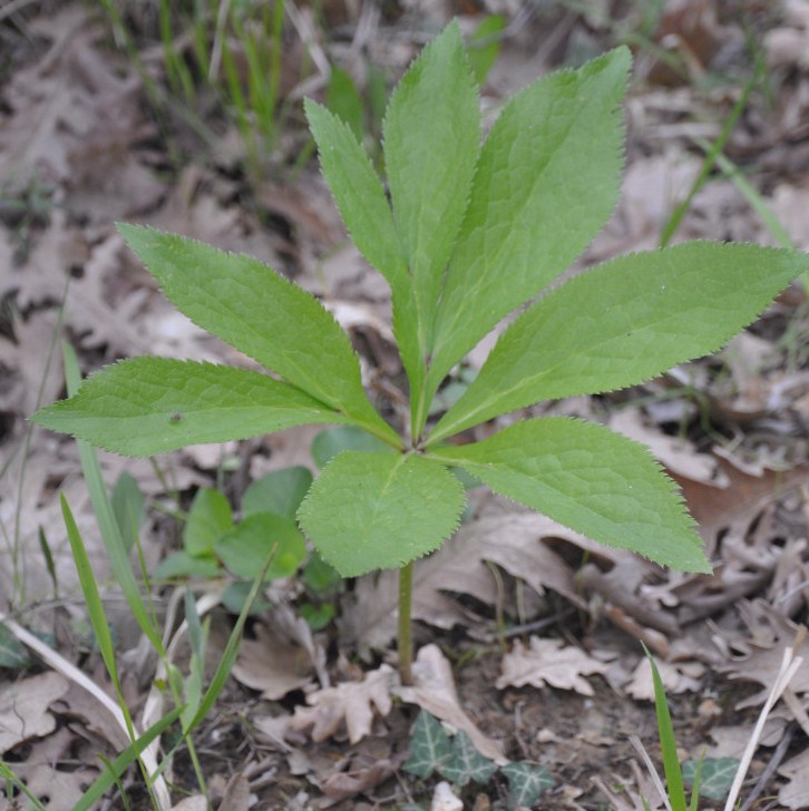 Изображение особи Helleborus cyclophyllus.