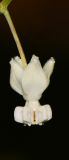 Gomphocarpus physocarpus. Цветок. Израиль, впадина Мёртвого моря, киббуц Эйн-Геди. 26.04.2017.