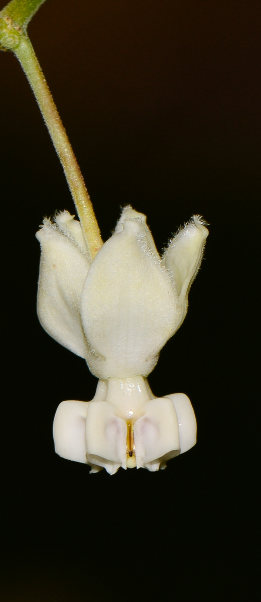 Image of Gomphocarpus physocarpus specimen.