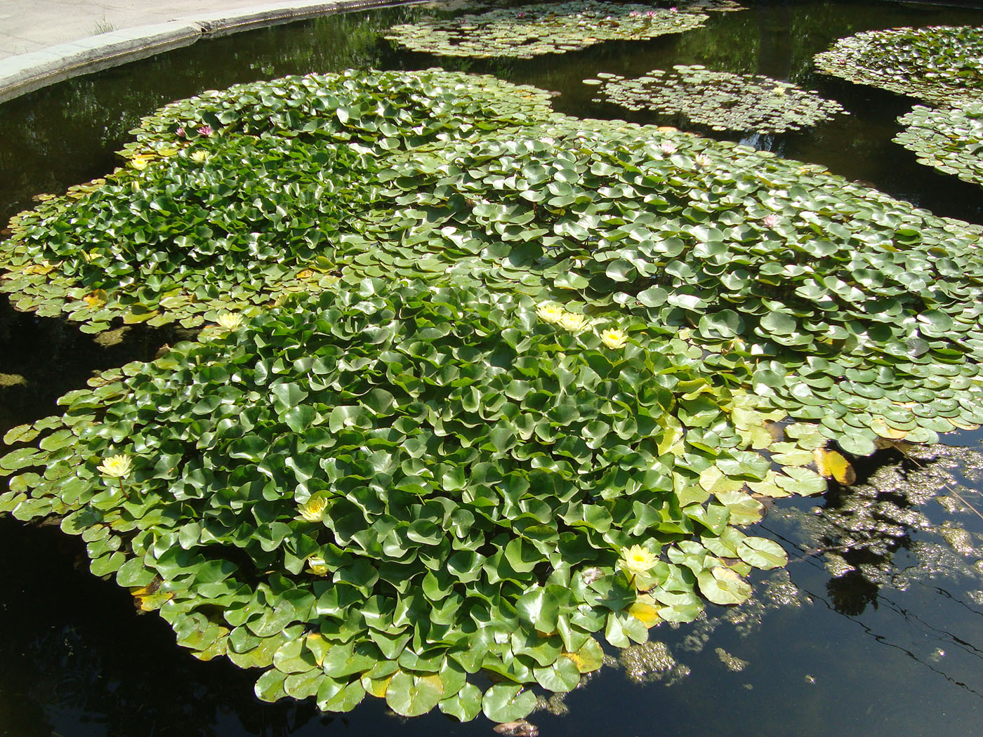 Image of genus Nymphaea specimen.