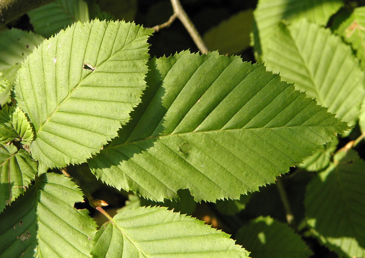 Изображение особи Carpinus betulus.