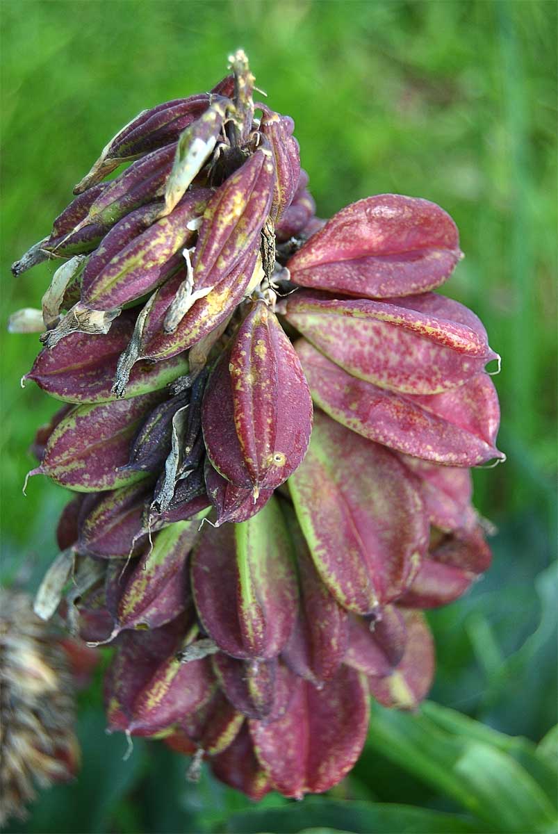 Image of Veltheimia capensis specimen.