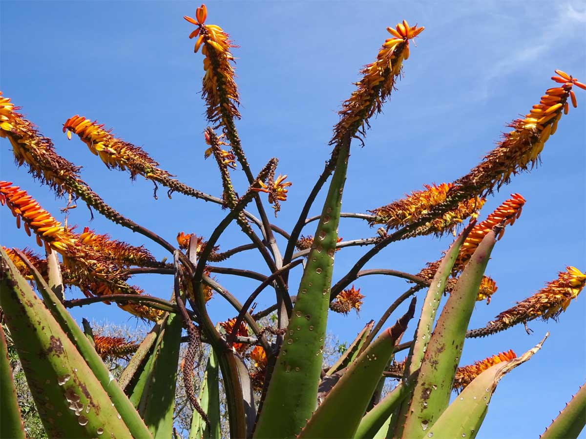 Image of Aloe marlothii specimen.