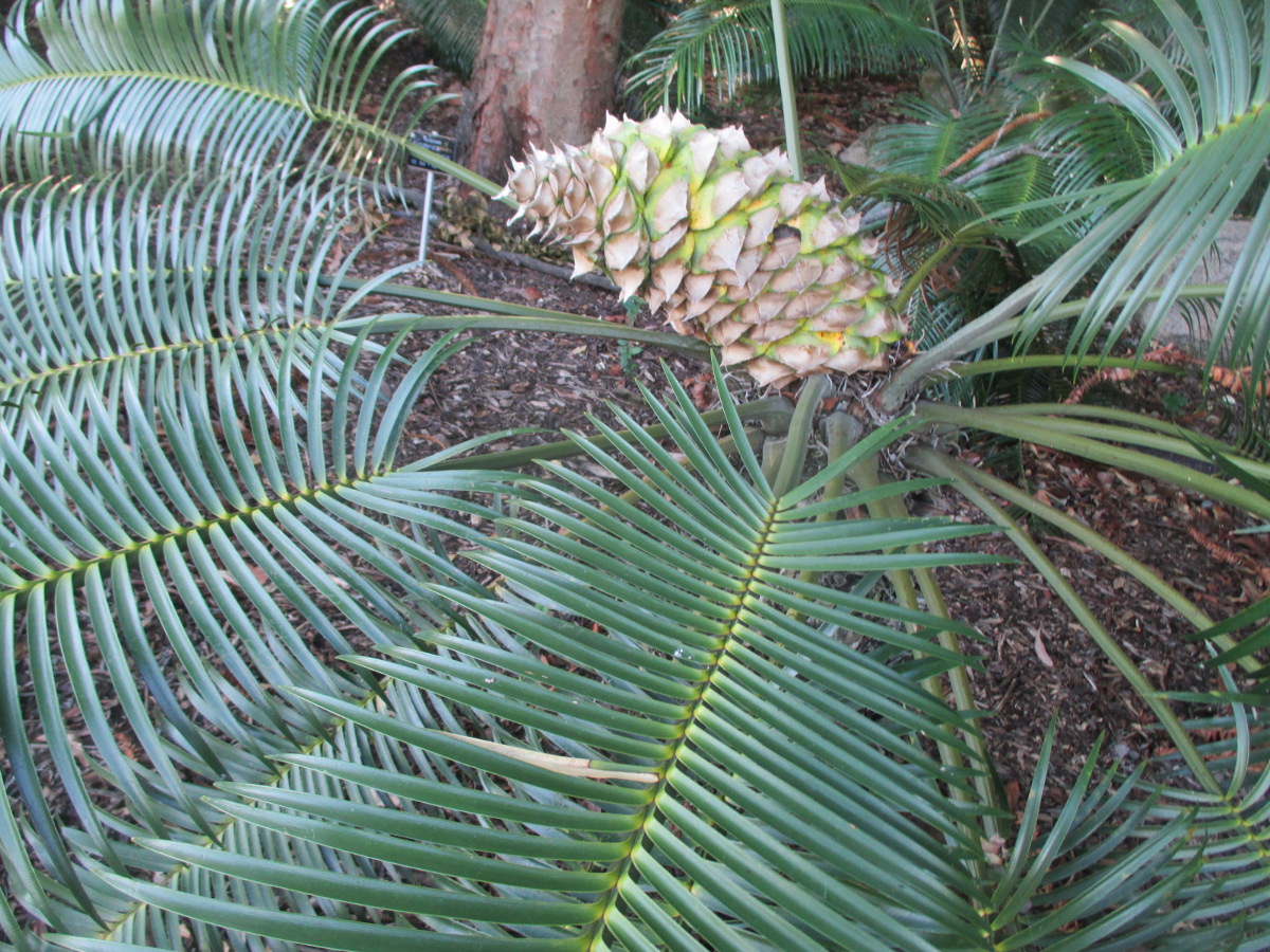 Image of Lepidozamia peroffskyana specimen.