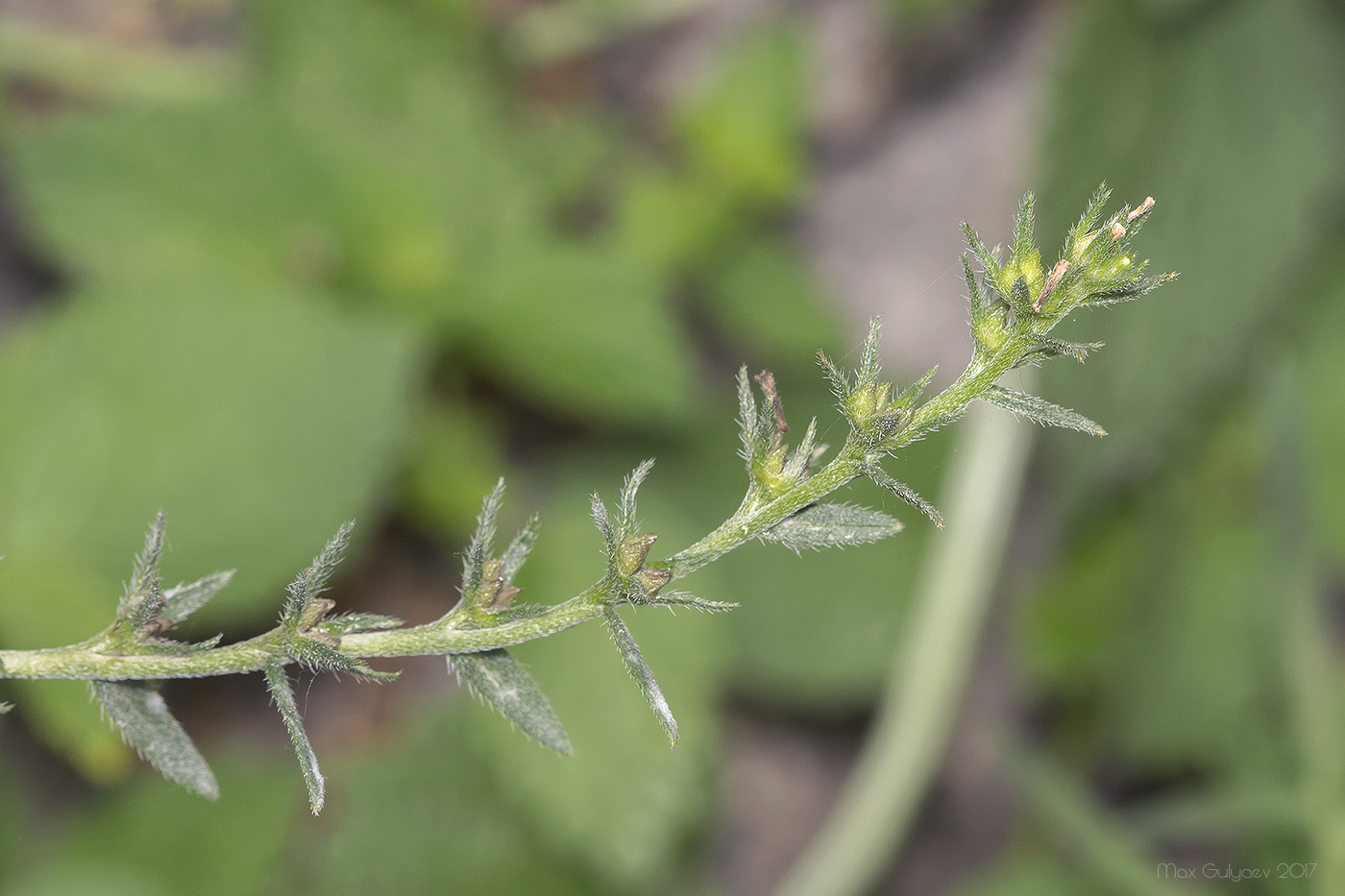 Image of Buglossoides arvensis specimen.