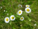 Erigeron annuus. Соцветия. Тверская обл., Весьегонский р-н, с. Чистая Дуброва, сенокосный луг. 9 августа 2017 г.