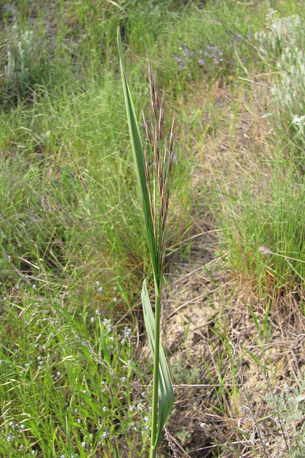 Изображение особи Bromopsis &times; taurica.