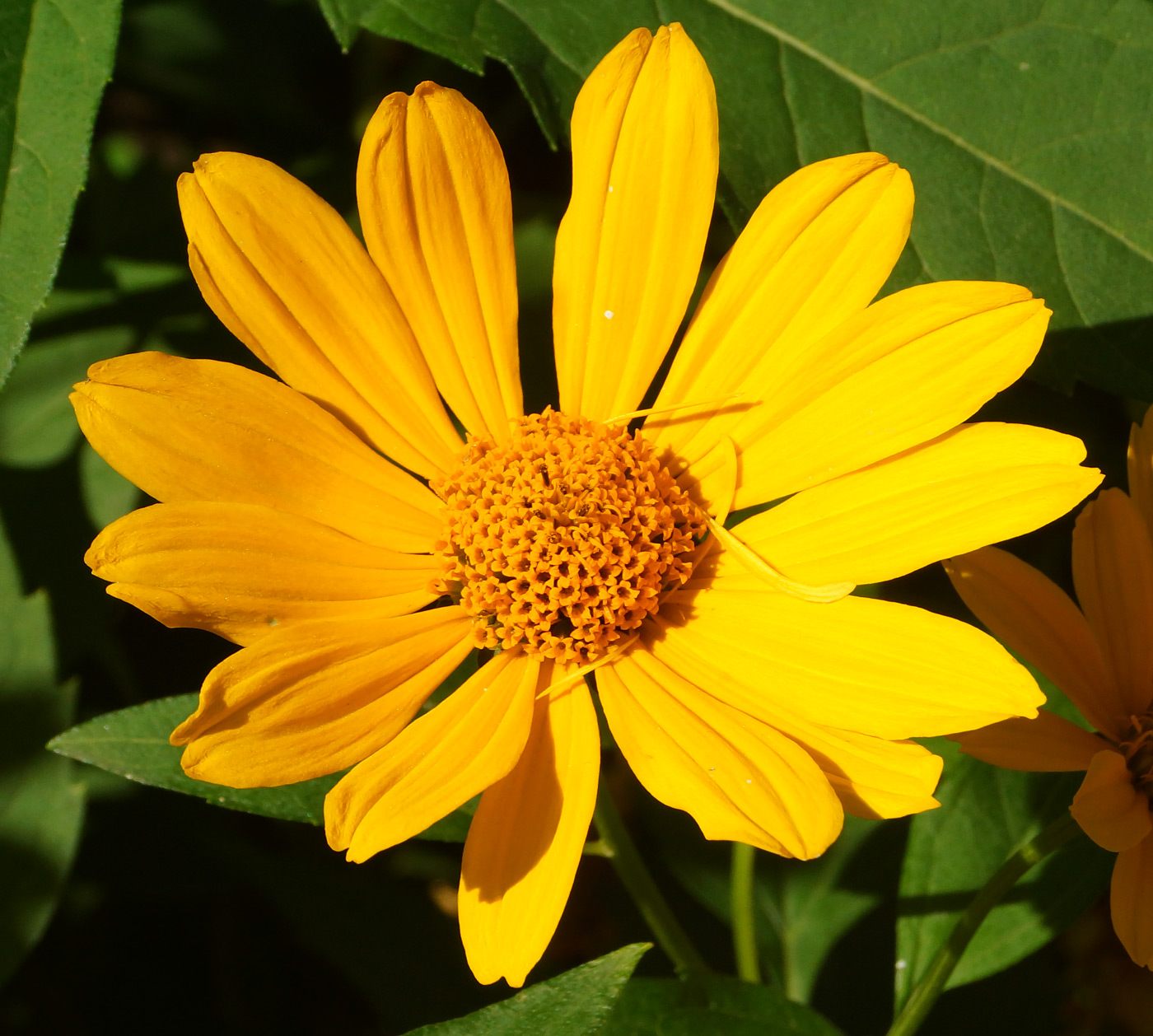 Image of Heliopsis helianthoides ssp. scabra specimen.