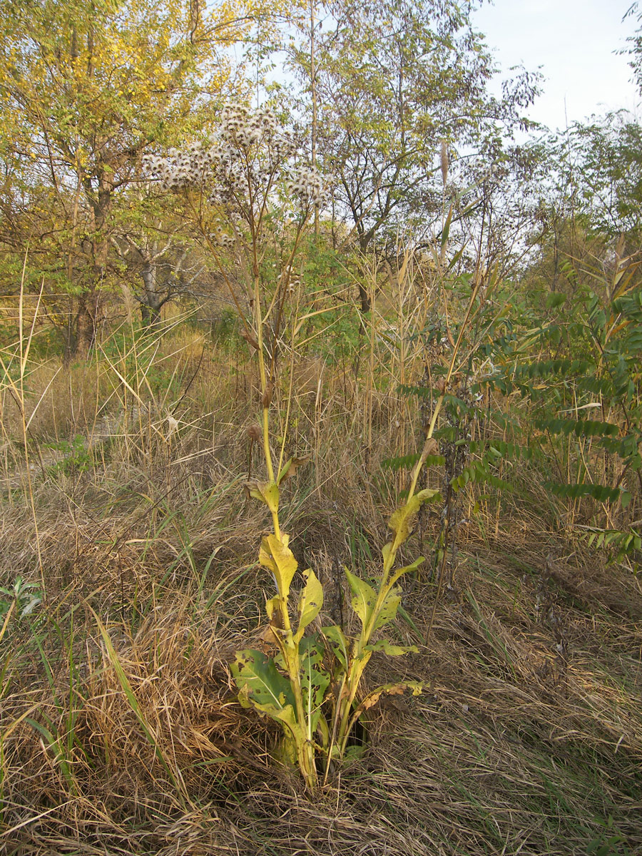 Image of Senecio macrophyllus specimen.