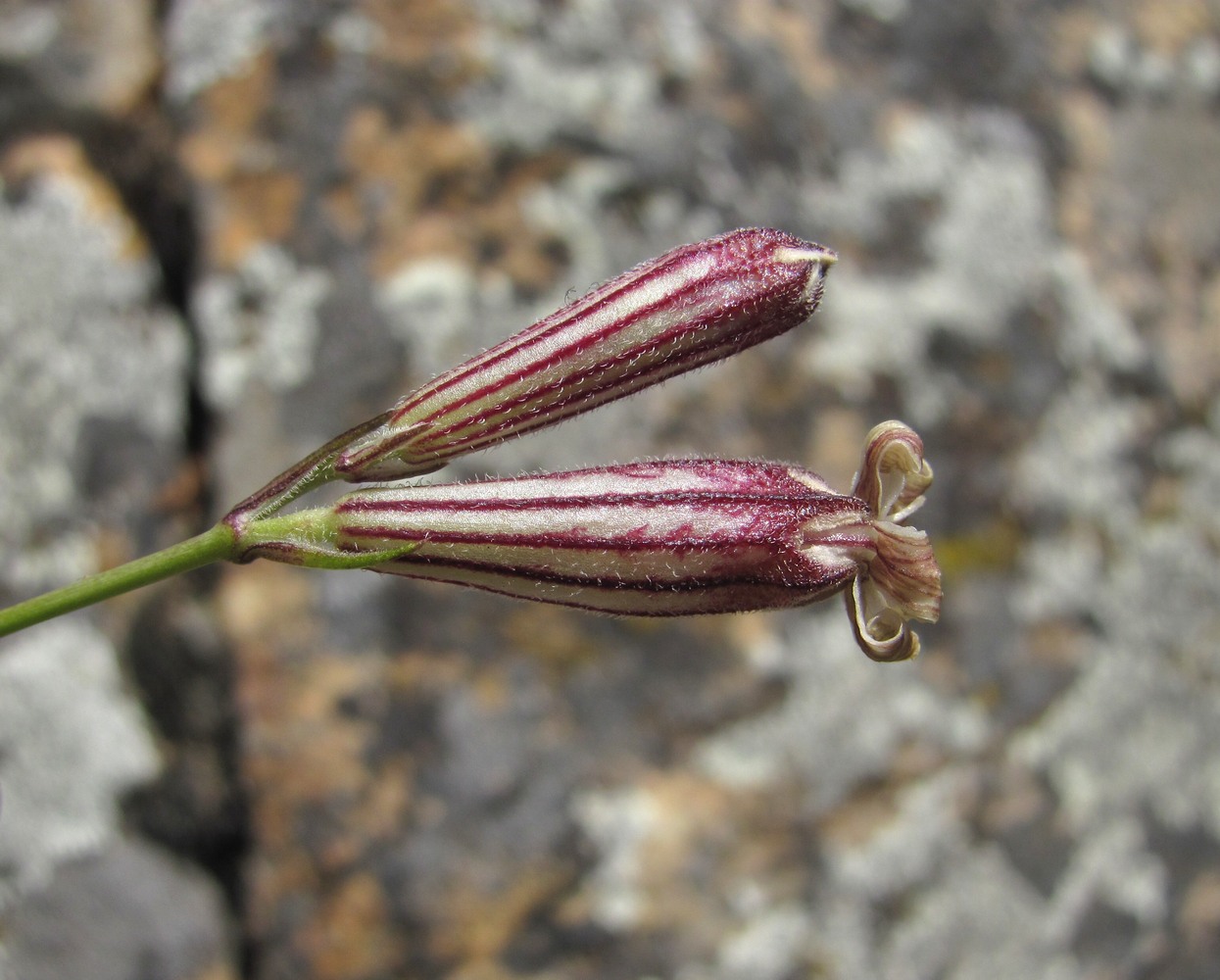 Image of Silene linearifolia specimen.