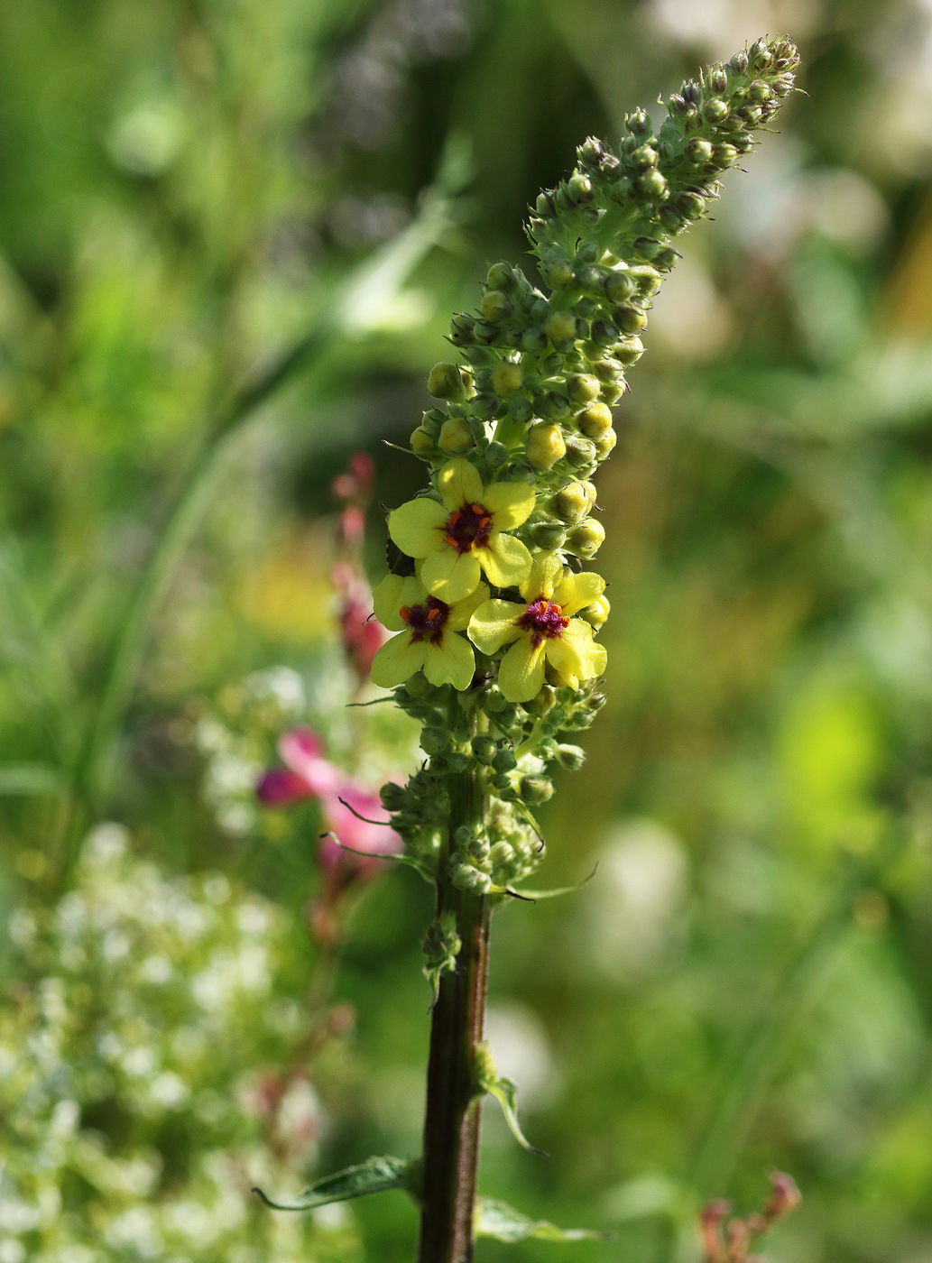 Image of Verbascum nigrum specimen.