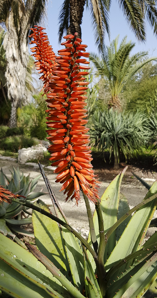 Image of Aloe marlothii specimen.