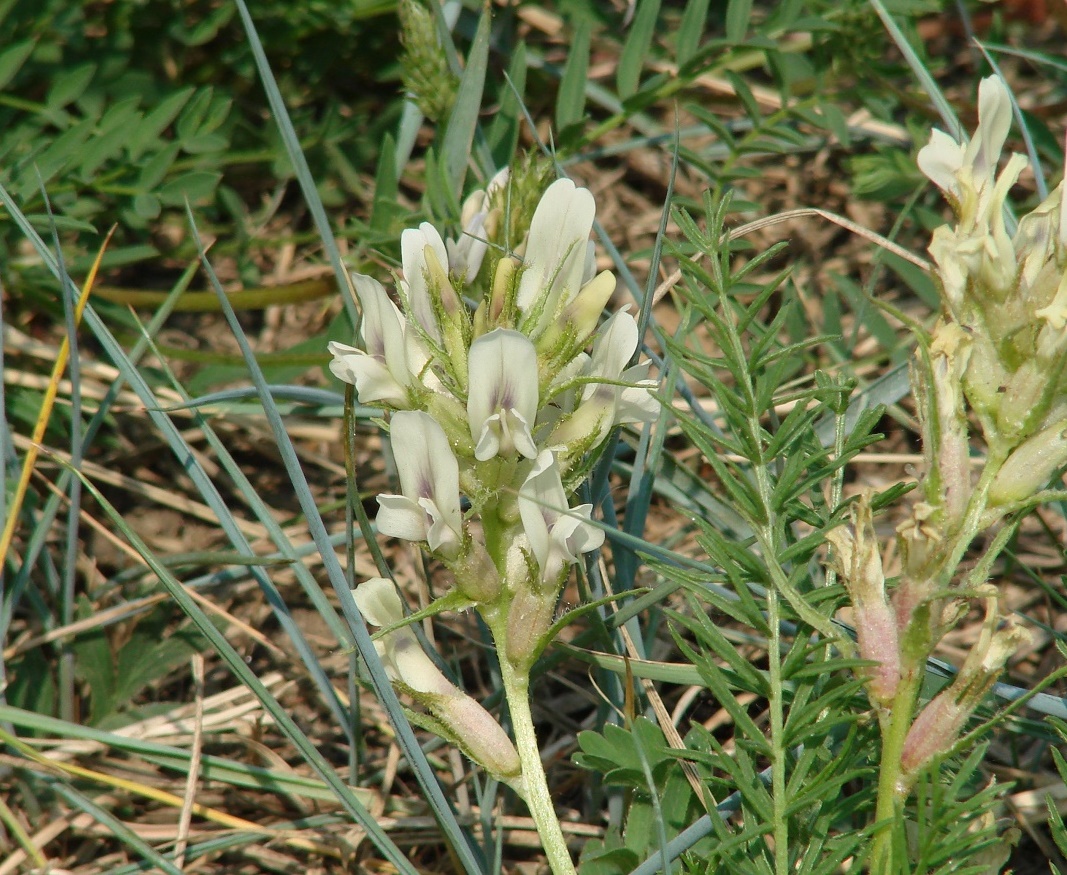 Image of Oxytropis muricata specimen.