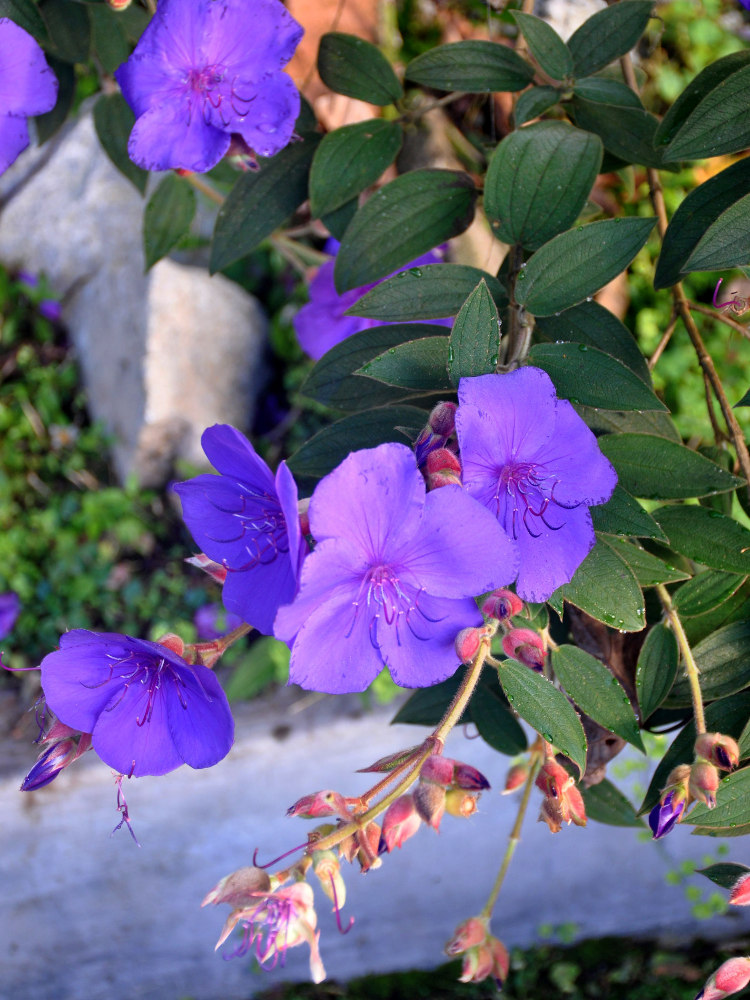 Image of Tibouchina urvilleana specimen.