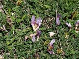 Astragalus buschiorum