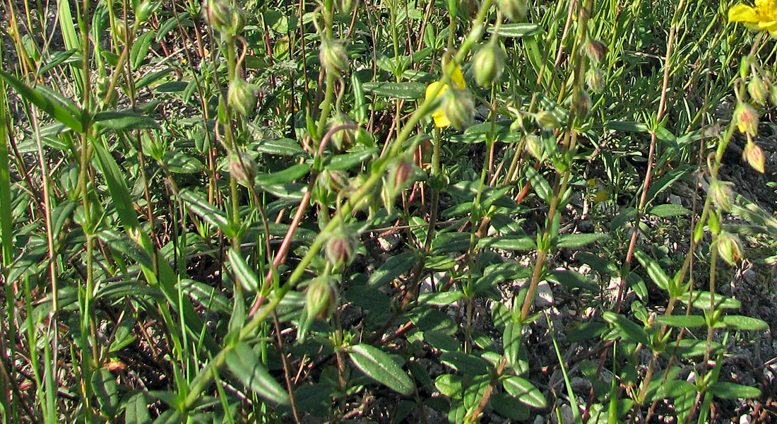 Image of Helianthemum nummularium specimen.