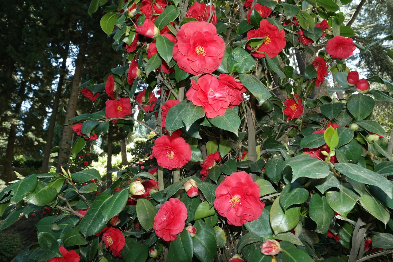 Image of Camellia japonica specimen.