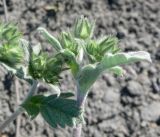 Potentilla nivea