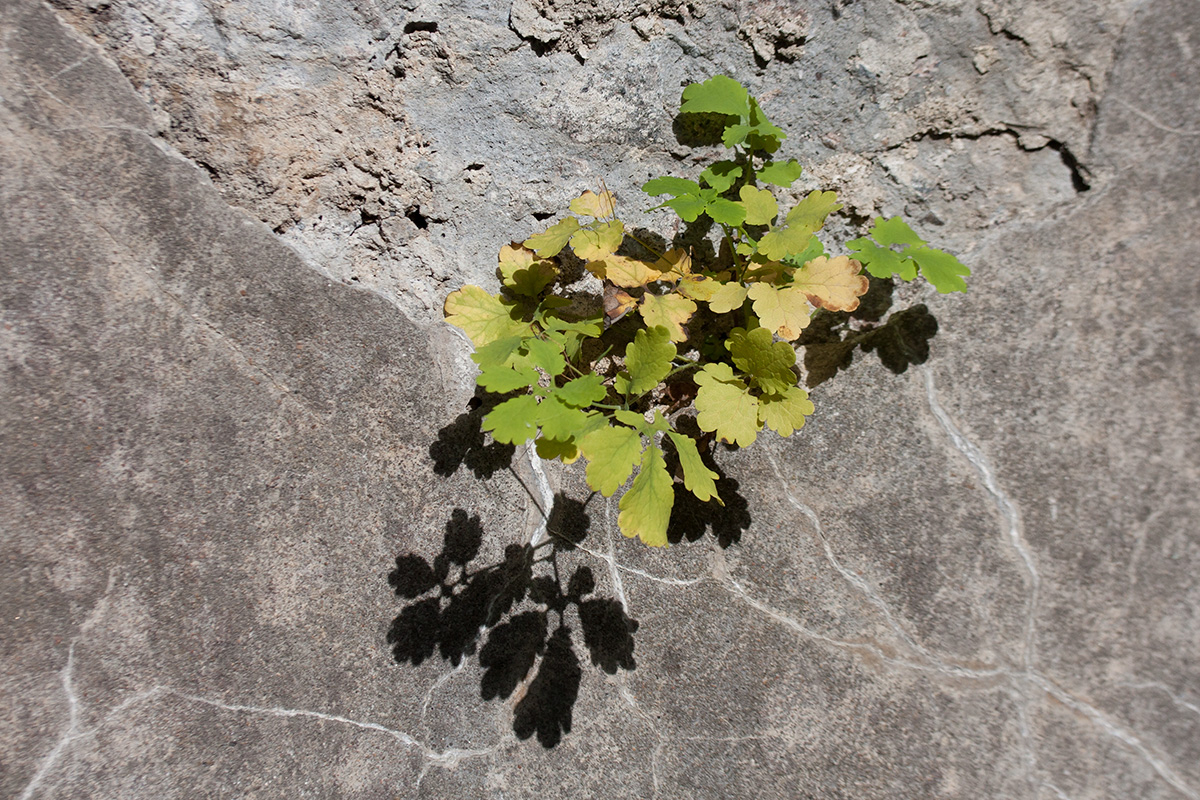 Image of Chelidonium majus specimen.