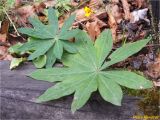 Lupinus polyphyllus