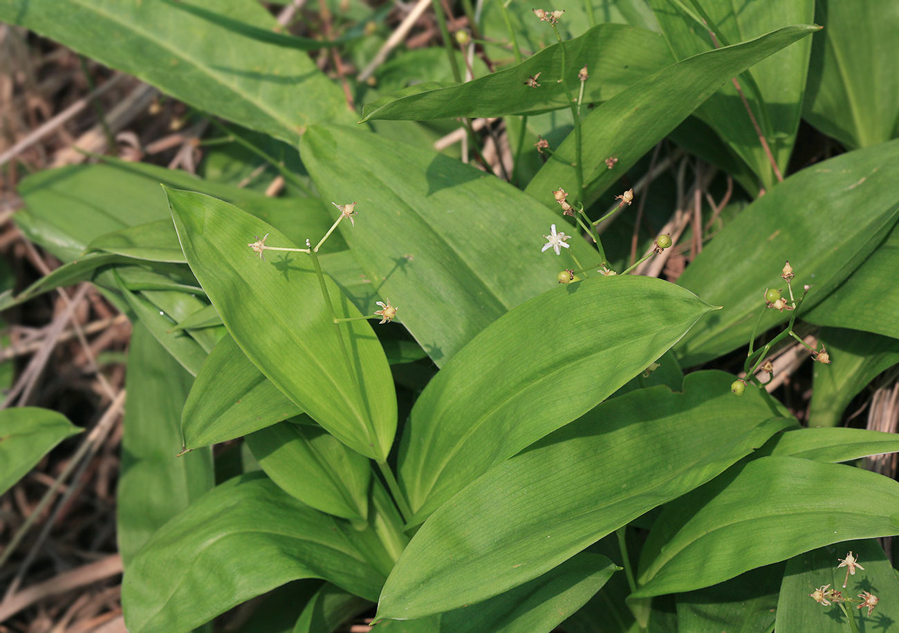 Изображение особи Smilacina trifolia.