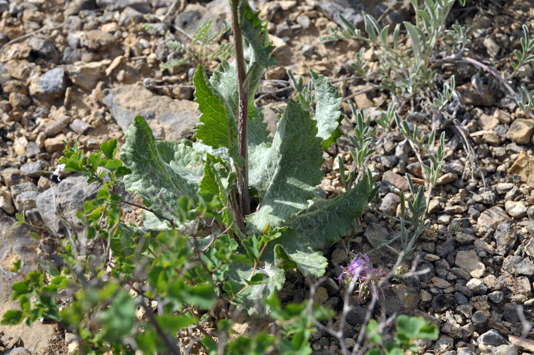 Image of Ligularia robusta specimen.