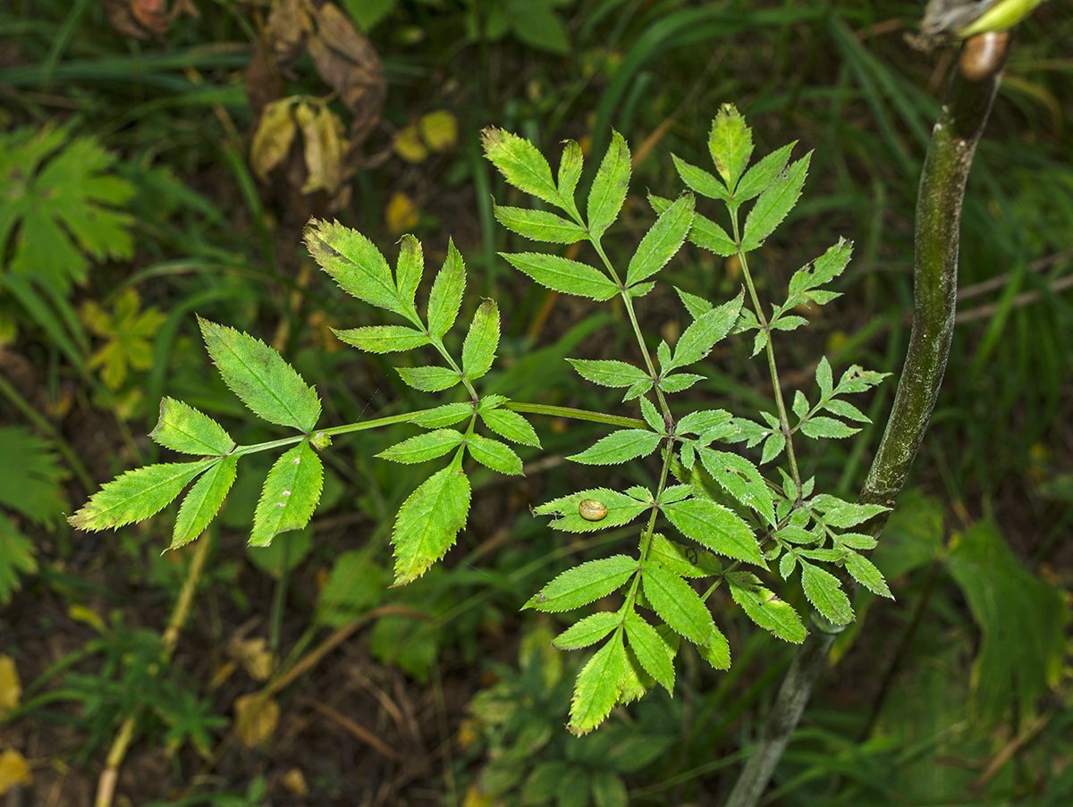 Image of Angelica sylvestris specimen.