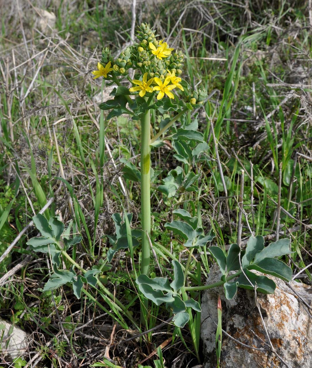 Image of Leontice leontopetalum specimen.