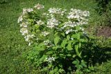 Hydrangea paniculata